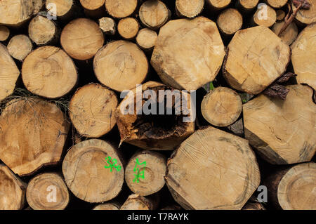 Pila di legno o da legname in un bosco vicino a Neundorf a.d. Eigen Germania nel Maggio 2019 Foto Stock