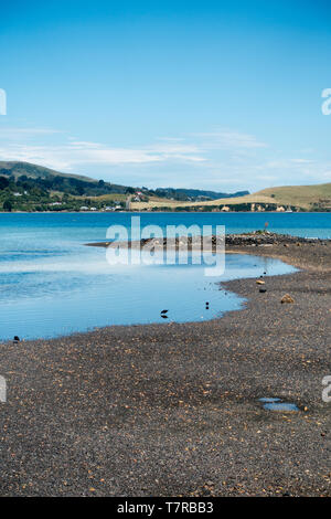 La penisola di Otago vicino a Dunedin in Nuova Zelanda a sud dell'isola è un Paradise degli amanti della natura. Il Royal Albatross colony è al punto Harington Foto Stock