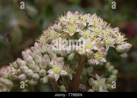 L'ombrella di fiori di un orpine con boccioli e fiori aperti Foto Stock