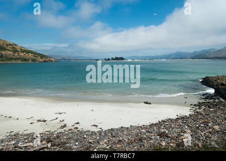 La penisola di Otago vicino a Dunedin in Nuova Zelanda a sud dell'isola è un Paradise degli amanti della natura. Il Royal Albatross colony è al punto Harington Foto Stock