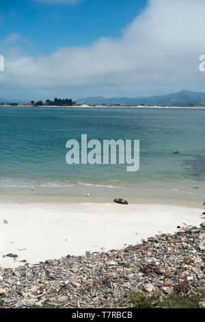 La penisola di Otago vicino a Dunedin in Nuova Zelanda a sud dell'isola è un Paradise degli amanti della natura. Il Royal Albatross colony è al punto Harington Foto Stock