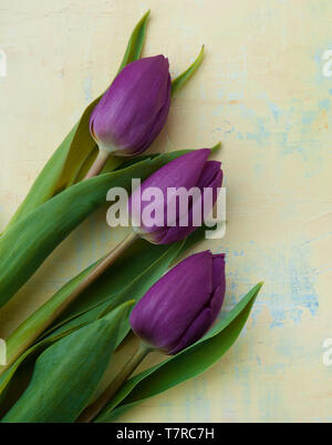 Tre tulipani viola su un dipinto di giallo sullo sfondo Foto Stock