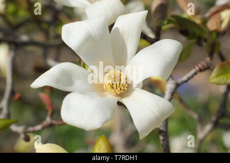Magnolia 'Kobus'. Fragrante, fiori bianchi del Nord Magnolia giapponese. Foto Stock