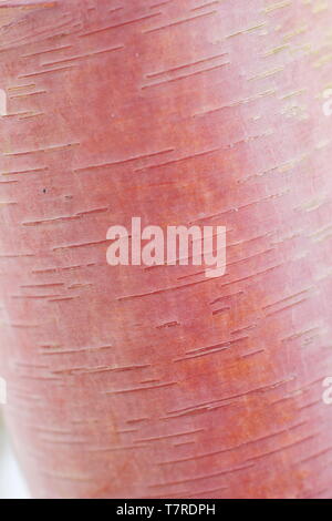 Betula albosinensis 'giardino cinese". Rosa e toni crema di Betula "Garde cinesen'tree corteccia; un raro rosso cinese di betulla Foto Stock