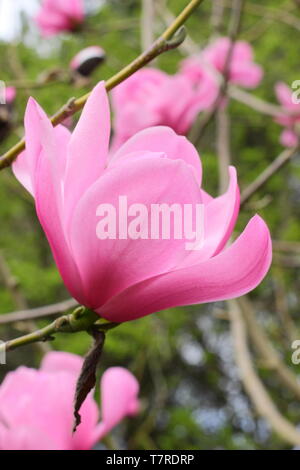 Magnolia sprengeri var. diva " Copeland Corte". Vivid zucchero filato rosa fiori di magnolia 'Copeland corte" in primavera . AGM. Regno Unito Foto Stock