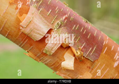 Betula albosinensis 'Hergest'. Sorprendente, tonalità ramata della corteccia di betulla, nella giovane campione di pelatura di Betula 'Hergest' Foto Stock