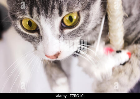 Giocoso tabby kitten Foto Stock