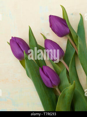 Quattro tulipani viola su sfondo giallo Foto Stock