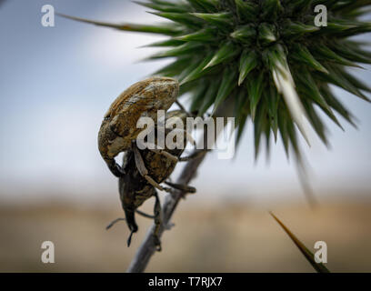 Larinus planus - curculione beetle Foto Stock