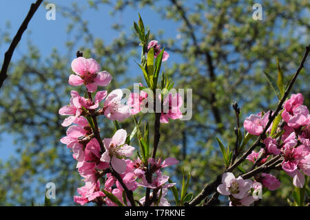 Bella Peach Blossom sulla natura dello sfondo. Pesco in primavera. Foto Stock