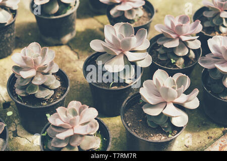 Gruppo di piante succulente in vasi su una betta superficie vintage in una serra Foto Stock