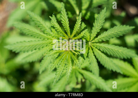 I giovani germogli verdi di canapa o di cannabis Foto Stock