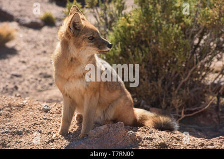 Culpeo (Lycalopex culpaeus), Andino fox nel deserto, San Pedro de Atacama, Cile Foto Stock