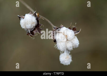 Coppia seedpods delle Galapagos cotone (Gossypium barbadense var. darwinii), Mallows famiglia (Malvaceae), isola Floreana, Isole Galapagos, Ecuador Foto Stock
