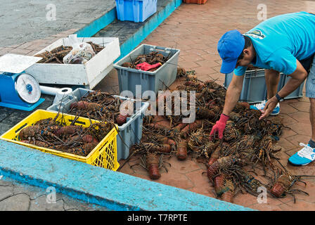 Merchant con aragosta fresca catture nel mercato del pesce di Puerto Ayora, Isola di Santa Cruz, Isole Galapagos, Ecuador Foto Stock