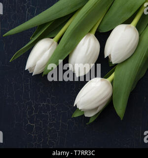 Quattro tulipani bianco su uno sfondo scuro Foto Stock