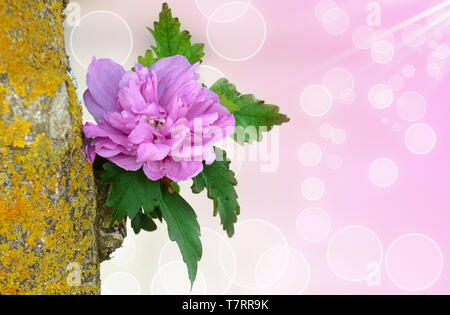 Hibiscus Syriacus Lavanda, semi-idouble varietà di fiori, caratterizzata da un romantico colore lavanda dei petali e la centrale petaloids. Foto Stock