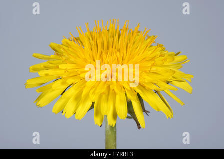 Studio Immagine di un tarassaco (Taraxacum officinale) fiore giallo per mostrare la struttura composita di ray e disco broccoli Foto Stock