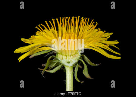 Studio Immagine di un tarassaco (Taraxacum officinale) fiore giallo sezione per mostrare una struttura composita di broccoli Foto Stock