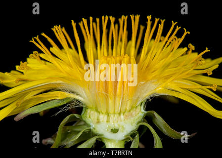 Studio Immagine di un tarassaco (Taraxacum officinale) fiore giallo sezione per mostrare una struttura composita di broccoli Foto Stock