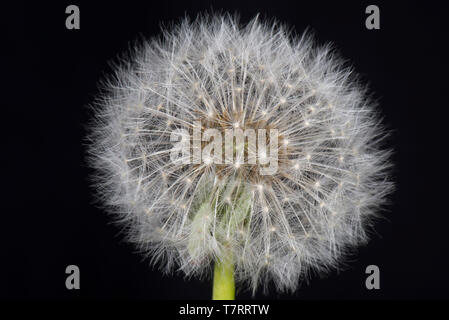 Studio Immagine di un tarassaco (Taraxacum officinale) seme head mostra pappus, becco e achene per la dispersione del vento Foto Stock