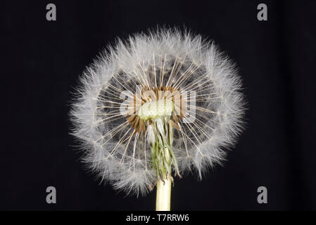 Studio Immagine di un tarassaco (Taraxacum officinale) seme head mostra pappus, becco e achene per la dispersione del vento Foto Stock