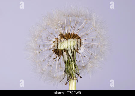 Studio Immagine di un tarassaco (Taraxacum officinale) seme head mostra pappus, becco e achene per la dispersione del vento Foto Stock