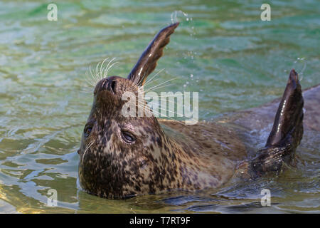 In prossimità della guarnizione comune / Harbour guarnizione (Phoca vitulina) flottanti sulla sua schiena nel Mare del Nord Foto Stock