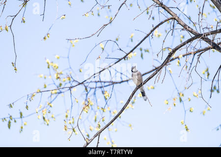 Blue Jay bird arroccato sulla cima di sakura cherry blossom tree da fiori in Washington, DC isolato contro il cielo blu Foto Stock