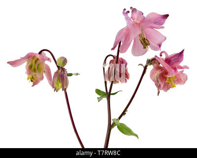 Rosa, self seminate aquilegia alpina, Aquilegia vulgaris ibrido su sfondo bianco Foto Stock