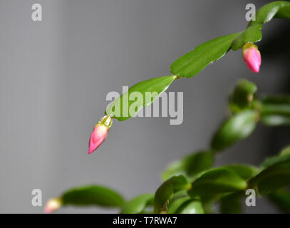 Il cactus Decembrist belle fioriture di rosa. Decorativo fiore rosa Decembrist. Schlumbergera - fiore di Natale o Varvarin fiore. Boccioli di fiori Foto Stock