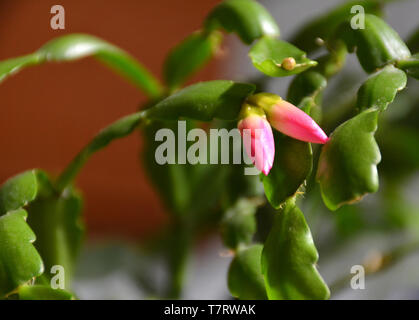 Il cactus Decembrist belle fioriture di rosa. Decorativo fiore rosa Decembrist. Schlumbergera - fiore di Natale o Varvarin fiore. Boccioli di fiori Foto Stock