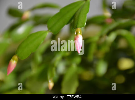 Il cactus Decembrist belle fioriture di rosa. Decorativo fiore rosa Decembrist. Schlumbergera - fiore di Natale o Varvarin fiore. Boccioli di fiori Foto Stock