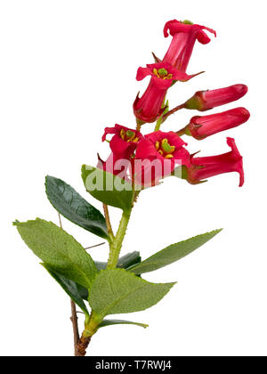 Il vento e la tolleranza al sale fogliame sempreverde e rosso-rosa dei fiori di hardy arbusto di copertura, Escallonia rubra var. macrantha Foto Stock