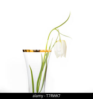 Delicato fiore bianco Snake Head Fritillary, Fritillaria meleagris in vaso di vetro con bordo in oro su sfondo bianco Foto Stock