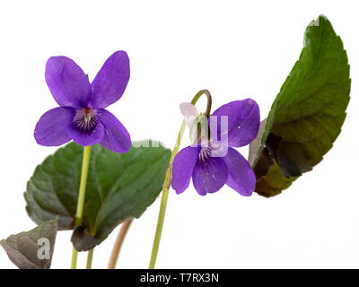 Il fogliame scuro e fiori di sé la semina, la molla fioritura viola, viola riviniana purpurea (Gruppo) su uno sfondo bianco Foto Stock