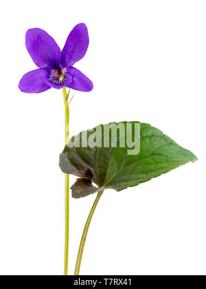 Il fogliame scuro e fiori di sé la semina, la molla fioritura viola, viola riviniana purpurea (Gruppo) su uno sfondo bianco Foto Stock