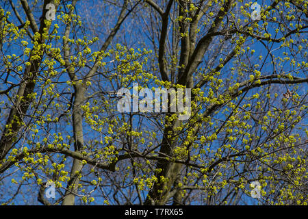 Giornata di sole germogliare alberi toronto high park fiori ciliegio Foto Stock