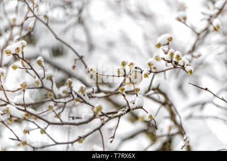 Primo piano di un piccolo marrone carolina Luisa uccello appollaiato sul ramo di albero durante il pesante inverno Neve colorato in Virginia con boccioli di fiori in primavera Foto Stock