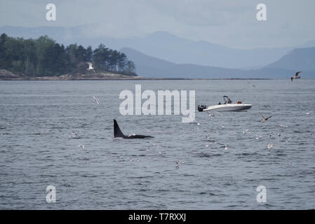 Piccola barca da pesca incontrando un pod di Orcas alimentazione su un sigillo in Puget Sound nei pressi di Seattle (Stato di Washington, USA) Foto Stock