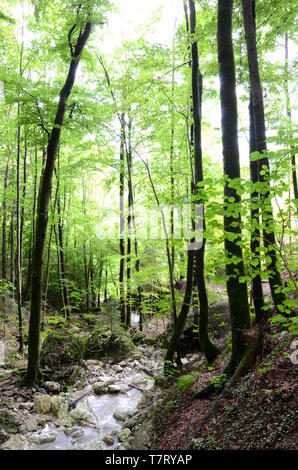 Foresta Vicino a Bad Ischl nella regione di Salzkammergut in Austria Foto Stock
