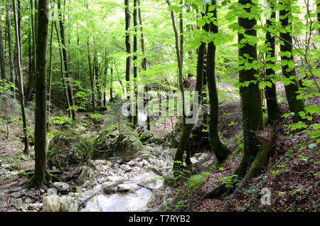 Foresta Vicino a Bad Ischl nella regione di Salzkammergut in Austria Foto Stock