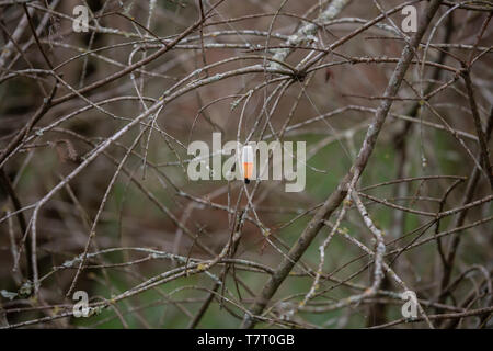 Arancione e bianco pesca bobber appeso in un albero durante il periodo invernale Foto Stock