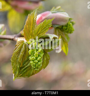 Newly Formed Flowers and Leaves Emerging From the Buds on a Sycamore (Acer Pseudoplatanus). Foto Stock