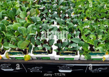 Visualizzazione di Orto cavoli rapa e cavolo cappuccio appuntito lettiera vegetale le piante per la semina primaverile in un Garden Center Foto Stock
