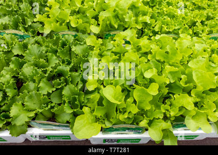 Visualizzazione di Orto lattuga piante di biancheria da letto di semina primaverile in un Garden Center Foto Stock