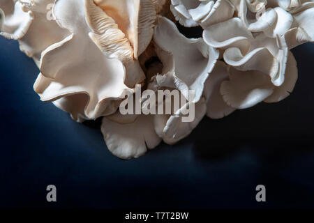 Funghi esotici su sfondo blu scuro Foto Stock
