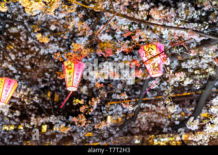 Tokyo, Giappone - 31 Marzo 2019: primo piano della rosa lanterne di carta incandescente con la fioritura dei ciliegi fiore alberi lungo fiume Meguro durante il festival Hanami da Na Foto Stock