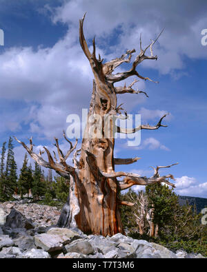 Stati Uniti d'America, Nevada, Parco nazionale Great Basin, antica bristlecone Pino (Pinus longaeva) cresce a fianco di massi di quarzite. Foto Stock