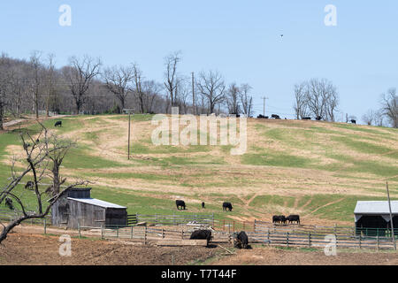 Farmland in collina con molti neri mucche al pascolo su terreni adibiti a pascolo campo di fattoria con un capannone o un fienile in Shenandoah Valley, Staunton Virginia in primavera o in estate Foto Stock